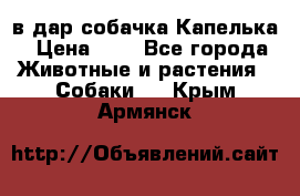 в дар собачка Капелька › Цена ­ 1 - Все города Животные и растения » Собаки   . Крым,Армянск